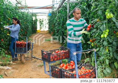 Latin american worker gathering crop of tomatoes in hothouse Latin american worker gathering crop of tomatoes in hothouse 111763877