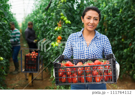 Female gardener stacking boxes with tomatoes in greenhouse Female gardener stacking boxes with tomatoes in greenhouse 111764112