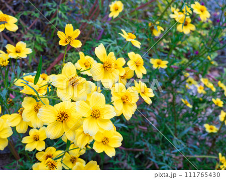 ウインターコスモス(ビデンス)の小さくて可憐な黄色い花 ウインターコスモス(ビデンス)の小さくて可憐な黄色い花 111765430