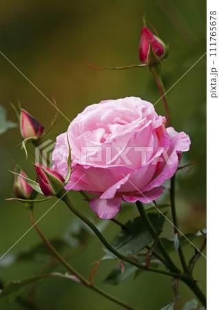 綺麗なピンクのバラ 綺麗なピンクのバラ 111765678