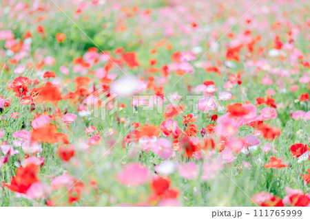 一面に広がるポピーの花の絨毯 一面に広がるポピーの花の絨毯 111765999