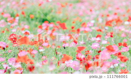 ポピーの花の絨毯|16:9 ポピーの花の絨毯|16:9 111766001