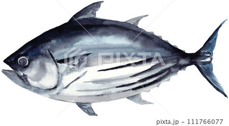 かつお 鰹 水彩素材 かつお 鰹 水彩素材 111766077