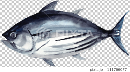 かつお 鰹 水彩素材 かつお 鰹 水彩素材 111766077