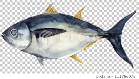 メバチマグロ 水彩素材 メバチマグロ 水彩素材 111766078