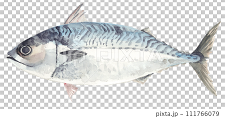 Watercolor mackerel analog 111766079