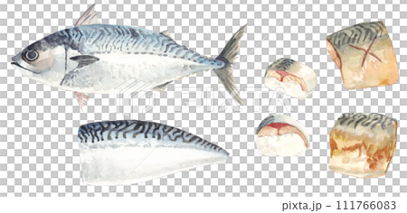 A set of mackerel painted in watercolor 111766083