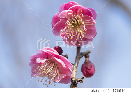 ピンクの梅の花 111766144