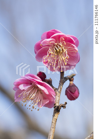 ピンクの梅の花 ピンクの梅の花 111766146