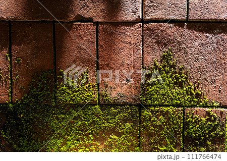 Moss on brick wall in sunlight. Mossy bricks backgrounds. 111766474