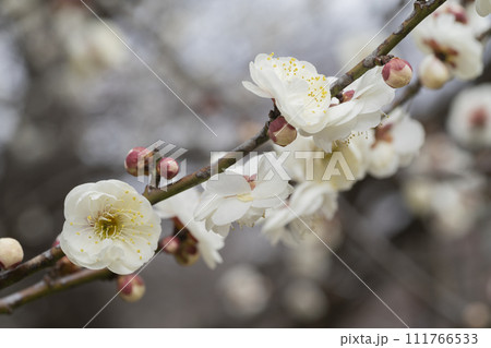 白い梅の花 111766533