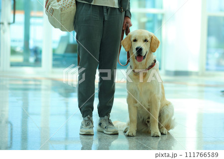 The Labrador Retriever sits at the feet of the owner The Labrador Retriever sits at the feet of the owner 111766589