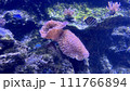 軟質サンゴ 111766894