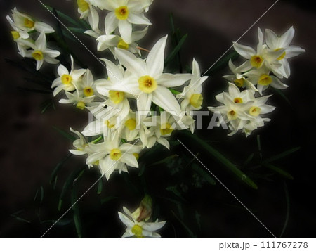 白い花 白い花 111767278