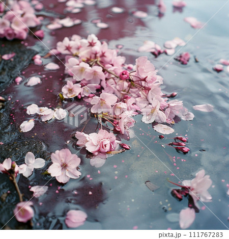 水面に浮かぶ桜の花びらのイラスト素材 [111767283] - PIXTA