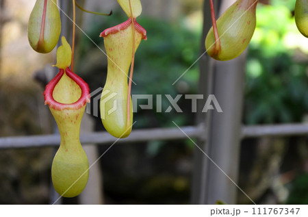 ウツボカズラ（ネペンテス） 111767347