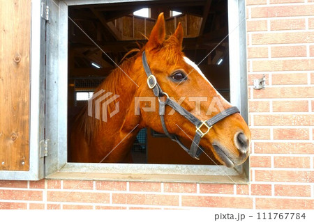 厩舎から顔を出すサラブレッドの眼差し 111767784