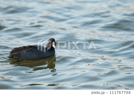 川面を泳ぐオオバン 川面を泳ぐオオバン 111767788