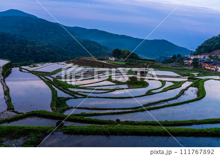 大中尾棚田 夜明けの水張り朝風景 【長崎市】 大中尾棚田 夜明けの水張り朝風景 【長崎市】 111767892