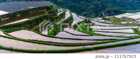 大中尾棚田　夜明けの水張り朝風景　パノラマ　【長崎市】 111767925