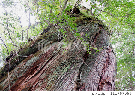 屋久島　白谷雲水峡　二代大杉 111767969