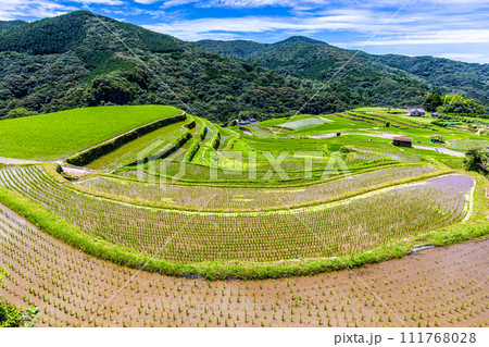 大中尾棚田 田植え後 【長崎市】 大中尾棚田 田植え後 【長崎市】 111768028