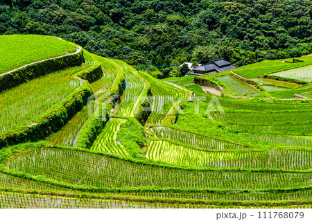 大中尾棚田　田植え後　【長崎市】 111768079