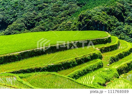 大中尾棚田　田植え後　【長崎市】 111768089