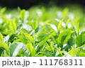 茶畑の茶葉のクローズアップ 111768311
