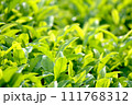 茶畑の茶葉のクローズアップ 111768312