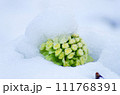 ふきのとう＋雪 111768391