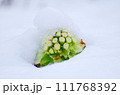 ふきのとう＋雪 111768392