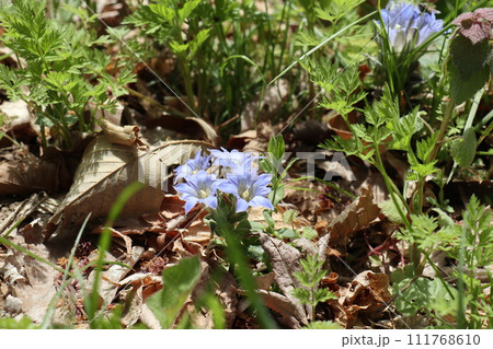 山に咲く小さな花フデリンドウ 111768610