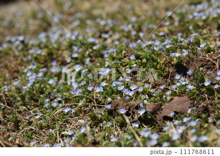 一面に咲くオオイヌノフグリ 一面に咲くオオイヌノフグリ 111768611