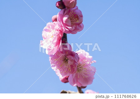 ピンクの梅の花 111768626