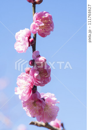ピンクの梅の花 ピンクの梅の花 111768627