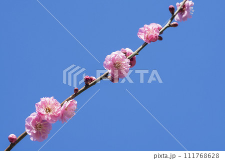 ピンクの梅の花 111768628