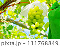 シャインマスカット 111768849