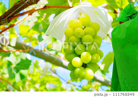 シャインマスカット 111768849