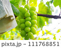 シャインマスカット 111768851
