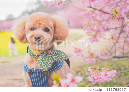 河津桜と犬 河津桜と犬 111768927
