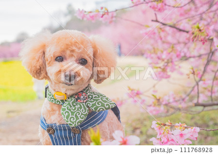 河津桜と犬 河津桜と犬 111768928