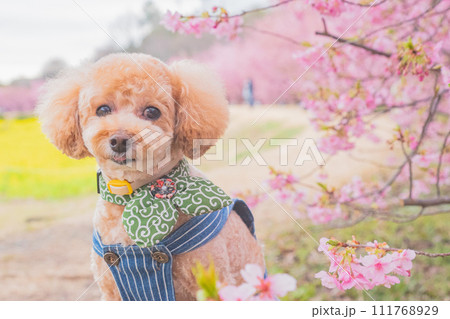河津桜と犬 河津桜と犬 111768929