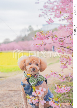 河津桜と犬 河津桜と犬 111768930