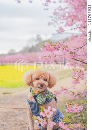 河津桜と犬 河津桜と犬 111768931