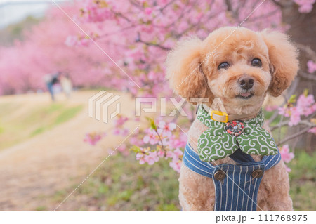 河津桜と犬 河津桜と犬 111768975