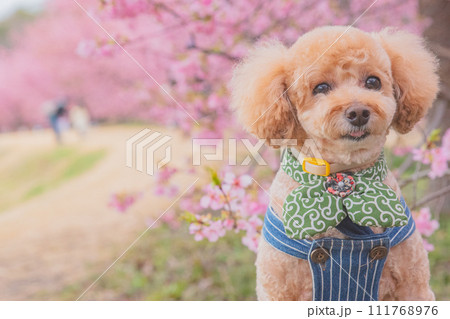 河津桜と犬 河津桜と犬 111768976
