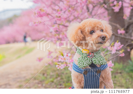 河津桜と犬 河津桜と犬 111768977