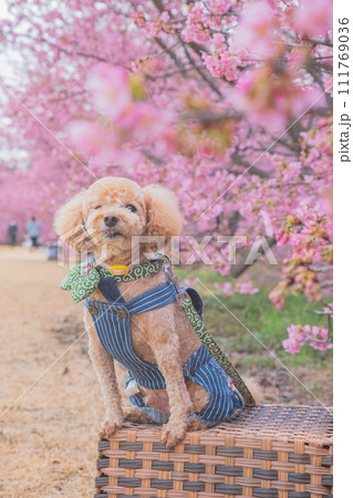 河津桜と犬 河津桜と犬 111769036