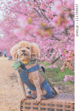 河津桜と犬 111769037